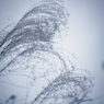 miscanthus 10