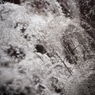 miscanthus 12