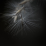 miscanthus 16