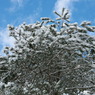 雪綿帽子