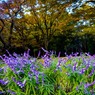 代々木公園の秋