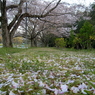 帰り道フォト～花弁絨毯～