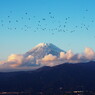 富士山の在る風景　富士とカラス