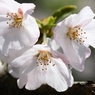 やっぱり、桜!!  Part-3
