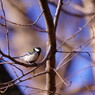 野鳥を探して　シジュウカラ　Ⅱ