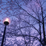 夕焼け雲と桜