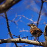 野鳥を探して　ツグミ　Ⅱ