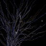 昭和記念公園W.V.I.2015_08