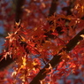 まだ紅葉