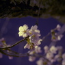 夜桜