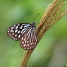 生物園Ⅱ－23