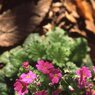さくら草