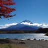 富士山と宙に舞った黄色いモミジ