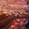 但馬國　城崎温泉　夜桜②