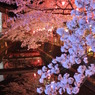 但馬國　城崎温泉　夜桜⑤