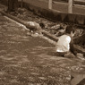 2010多摩センター桜-227
