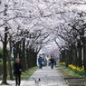 2010多摩センター桜-288
