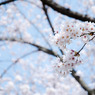 2010多摩センター桜-331
