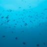 魚降る