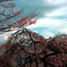 枝垂れ桜と富士