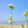 蕎麦の花