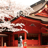 祝い桜