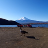 朝のお散歩