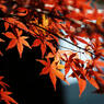 越冬紅葉