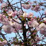 桜１号
