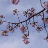 桜２号