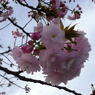 桜３号