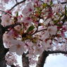 桜６号