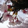 桜７号