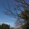 新年の日比谷公園7