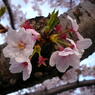 桜８号