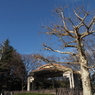 新年の日比谷公園9