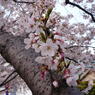桜１０号