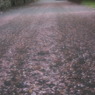 桜道