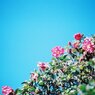 山茶花