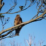 野鳥を探して　とんび