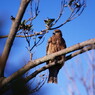 野鳥を探して　とんび　Ⅱ