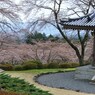 日本の春