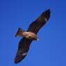 野鳥を探して　トンビ　Ⅲ