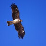 野鳥を探して　とんび　Ⅳ