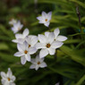 心花(ときめき)よ