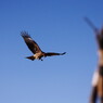 野鳥を探して　とんび　Ⅴ