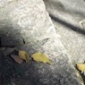 奈良・長谷寺⑨