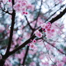sakura 枝