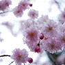 sakura 花