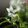 休日の過ごし方　トウガラシの花　３